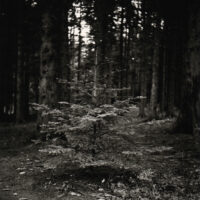 arbres-graphiques-001.jpg
